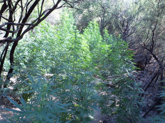 Στην επιχείρηση συμμετείχαν αστυνομικοί της Ομάδας Ειδικών Αποστολών Κρήτης, της Αστυνομικής Διεύθυνσης Ρεθύμνου και των Τμημάτων Αστυνομικών Επιχειρήσεων Ρεθύμνου και Μυλοποτάμου.
